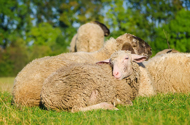 Young sheep lying with flock A shot of young sheep lying with flock, looking at camera, with blurry trees in the background. meek as a lamb stock pictures, royalty-free photos & images