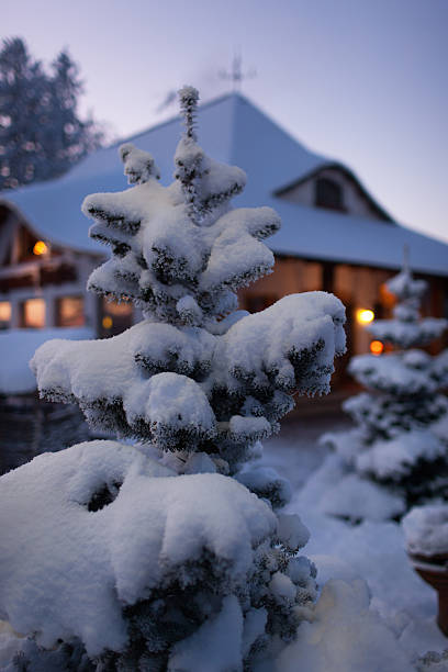 istock Spruce in the snow against the house 521895803