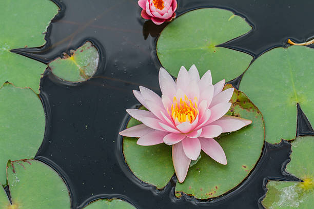 istock Pink water lily in pond 521906427