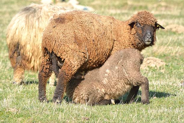 istock Little lamb feeding from her mother 521906523