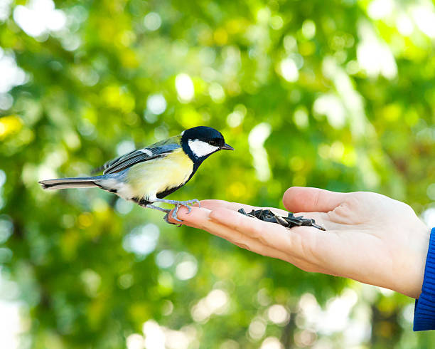 istock Bird takes a seed from the human hand 521906707