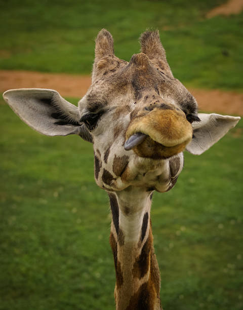 istock Manners of a giraffe, Valencia, Spain 521907145