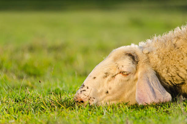 sheep