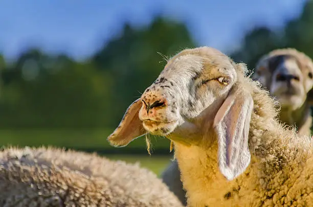 Photo of Curious sheep - close up