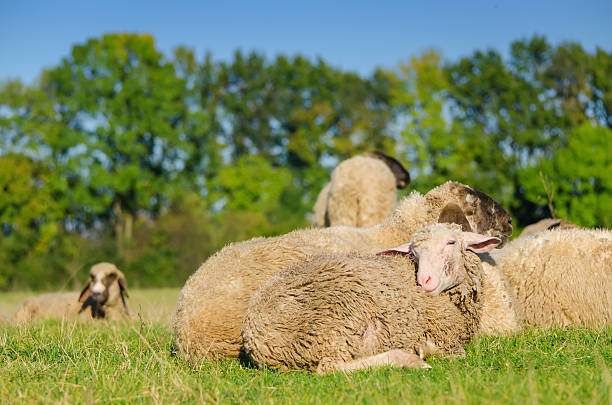 Young sheep lying with flock A shot of young sheep lying with flock, looking at camera, with blurry trees in the background and blue sky above. meek as a lamb stock pictures, royalty-free photos & images