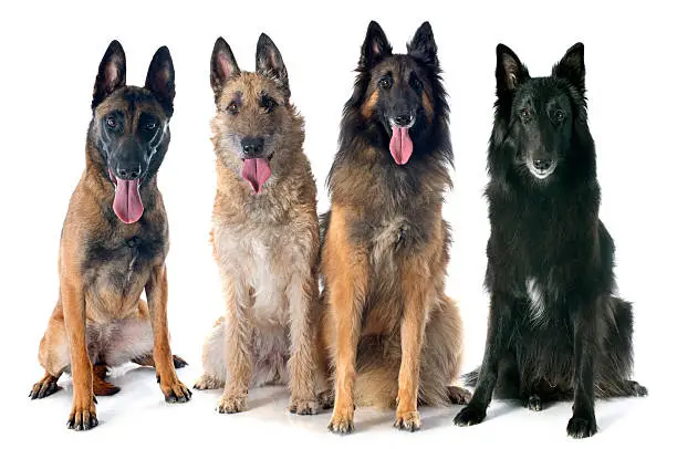 four belgian shepherds in front of white background