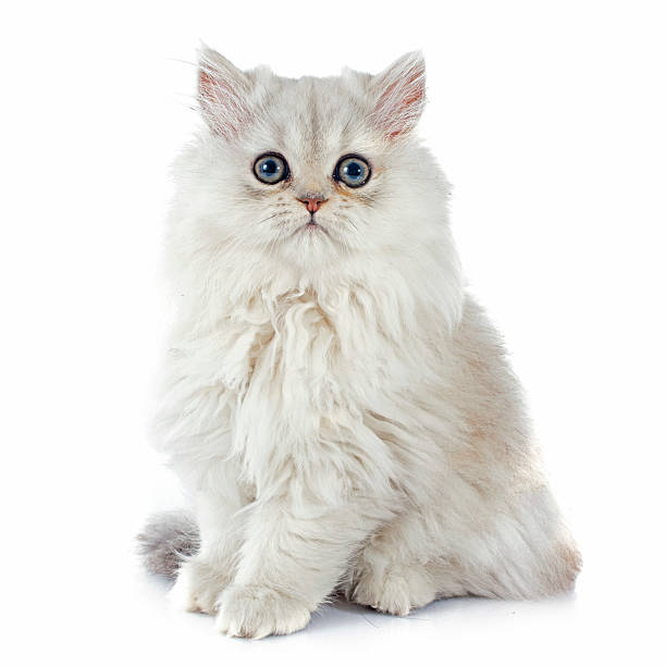 persian kitten persian kitten in front of white background persian cat stock pictures, royalty-free photos & images