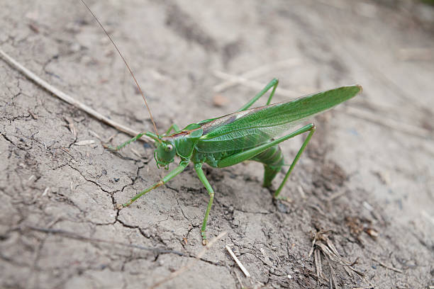 istock Green locust, Tettigonia viridissima 521908677