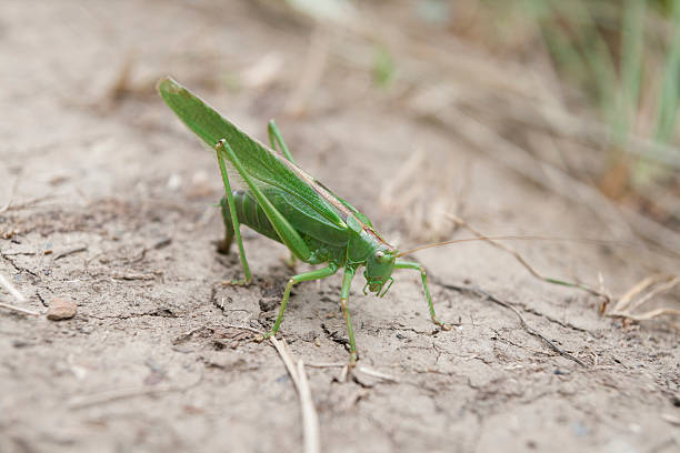 istock Green locust, Tettigonia viridissima 521908679