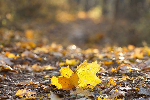 istock Beautiful autumn leaves 521909955