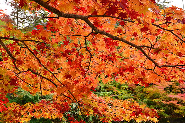 istock Autumn Colors in Northern Japan 521910383