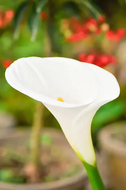 calla lily flower in the garden