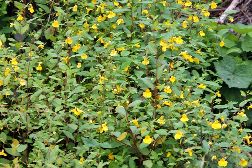Wild yellow flowers Touch-me-not Balsam (Impatiens noli-tangere)