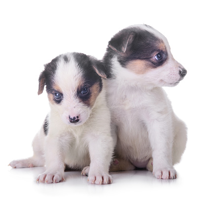 litter of two puppies mestizo. animals isolated on white background