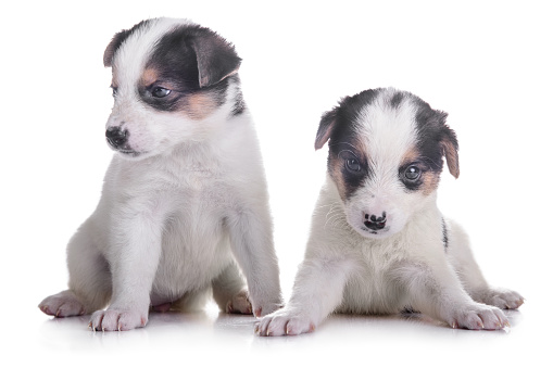 litter of two puppies mestizo. animals isolated on white background