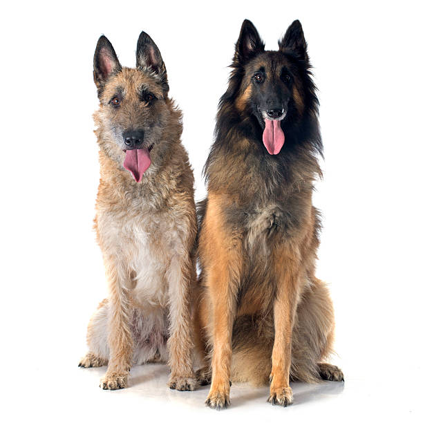 istock tervueren and laekenois 521931103
