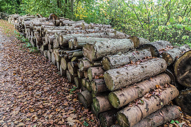 istock Firewood for the chimney 521931135