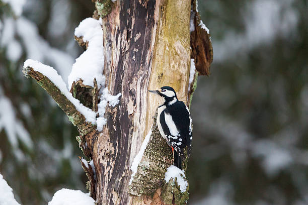 Great spotted woodpecker Great spotted woodpecker on a tree trunk dendrocopos major great spotted woodpecker in the snow stock pictures, royalty-free photos & images