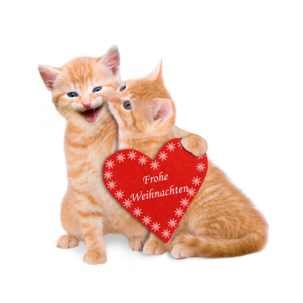istock Two cats wishing Merry Christmas isolated 521931199