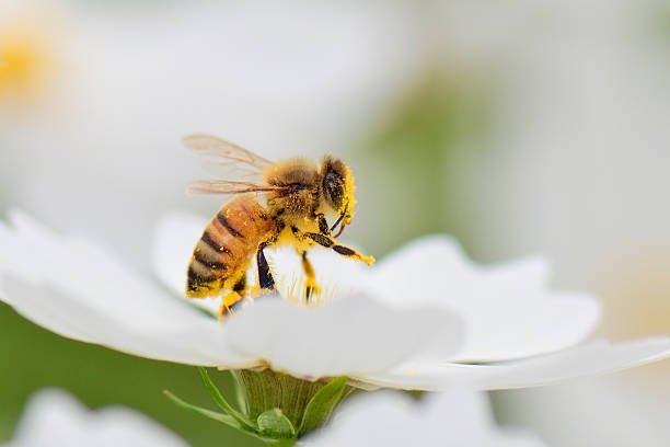 Honey bee Honey bee collecting pollen from white cosmos flower. honey bee stock pictures, royalty-free photos & images