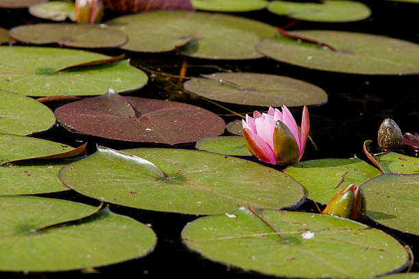 istock Close up of water lily. 521932633