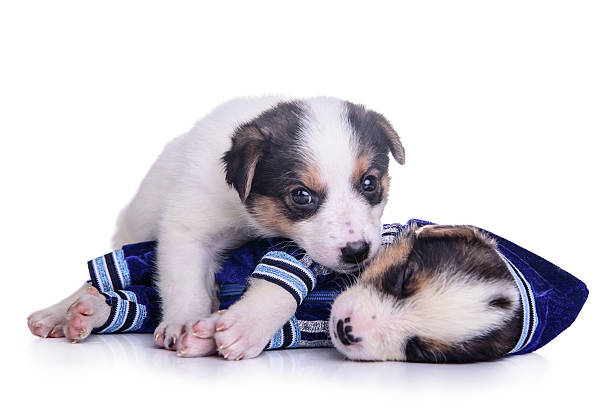 two clothing puppies mestizo resting. Isolated on white background