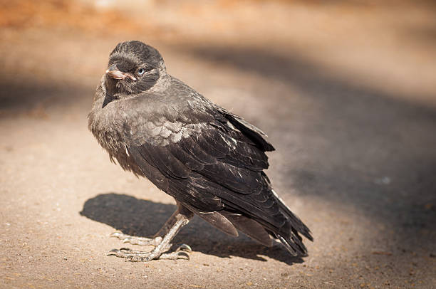 istock Baby Jackdaw Landscape 521934235