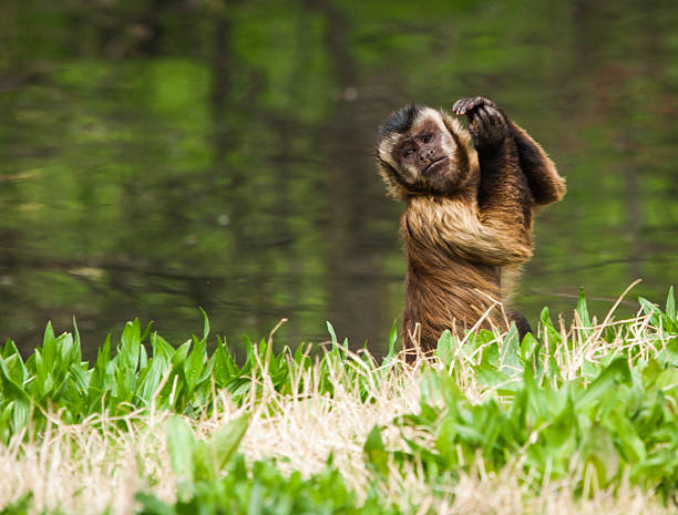 Dancig flamenco monkey, Madrid, Spain