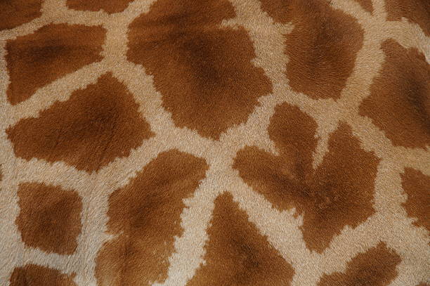 istock Real giraffe fur - skin close-up 521934789