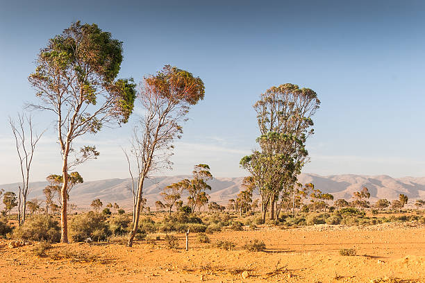 istock Landscape of Morocco 521935167