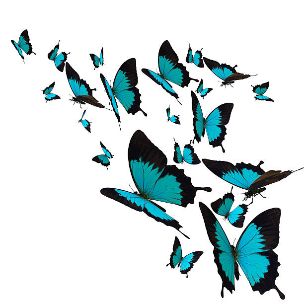 istock group of butterflies 521954359