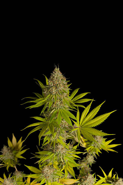 istock Top Half of a Medical Marijuana Plant 521954687