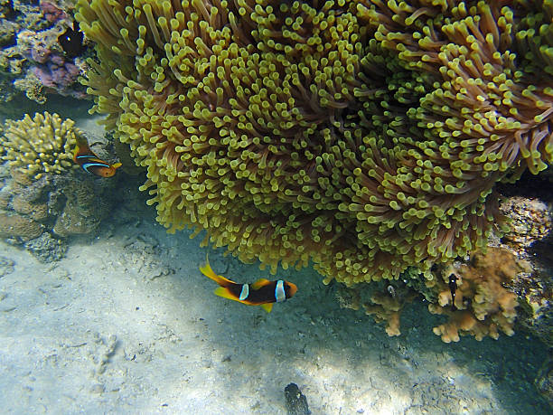 istock clownfish and anemone 521954789