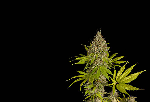 istock Medical Marijuana Plant Bud and Leaves 521954839