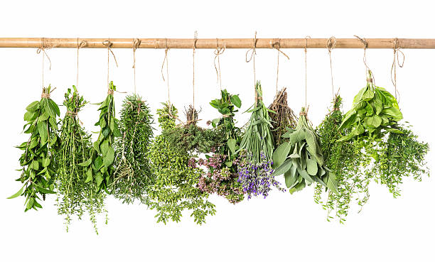 istock fresh herbs hanging isolated on white background 521954943