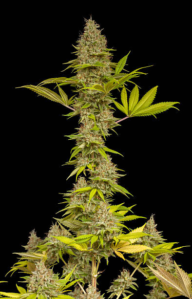 istock Large Medical Marijuana Plant Buds 521956253