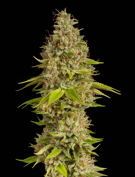 istock Medical Marijuana Bud Close-Up 521956725