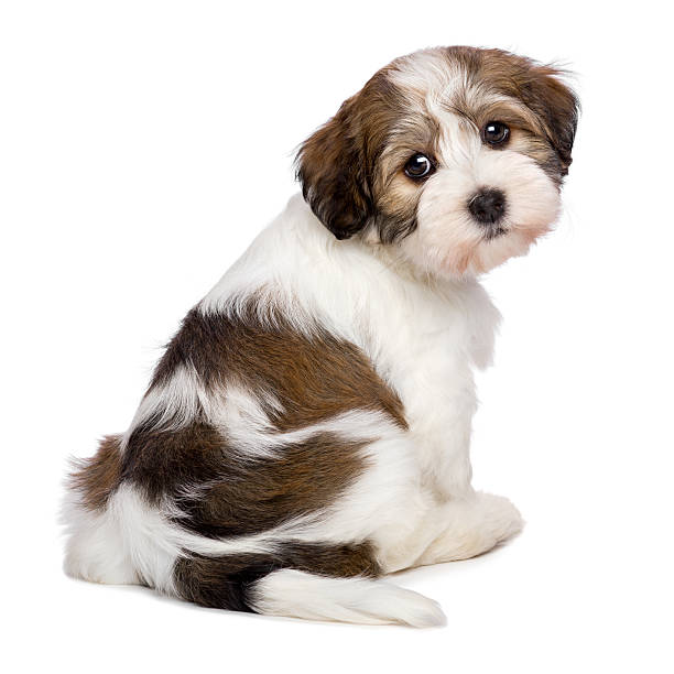 istock Cute Havanese puppy is sitting and photographed from behind 521956797