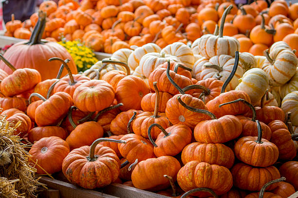 istock Small Pumpkins in Wooden Crates 521957163