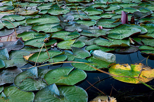 A plastic water bottle litters a cluster of lilypads.