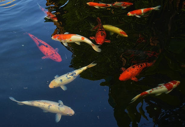 carp fish pond carp fish pond red and white color animall stock pictures, royalty-free photos & images