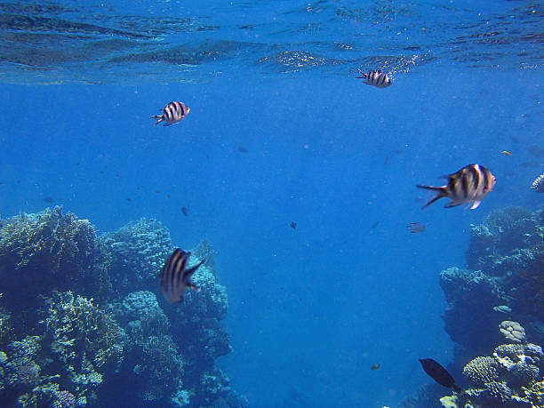 istock colorful red sea 521957961