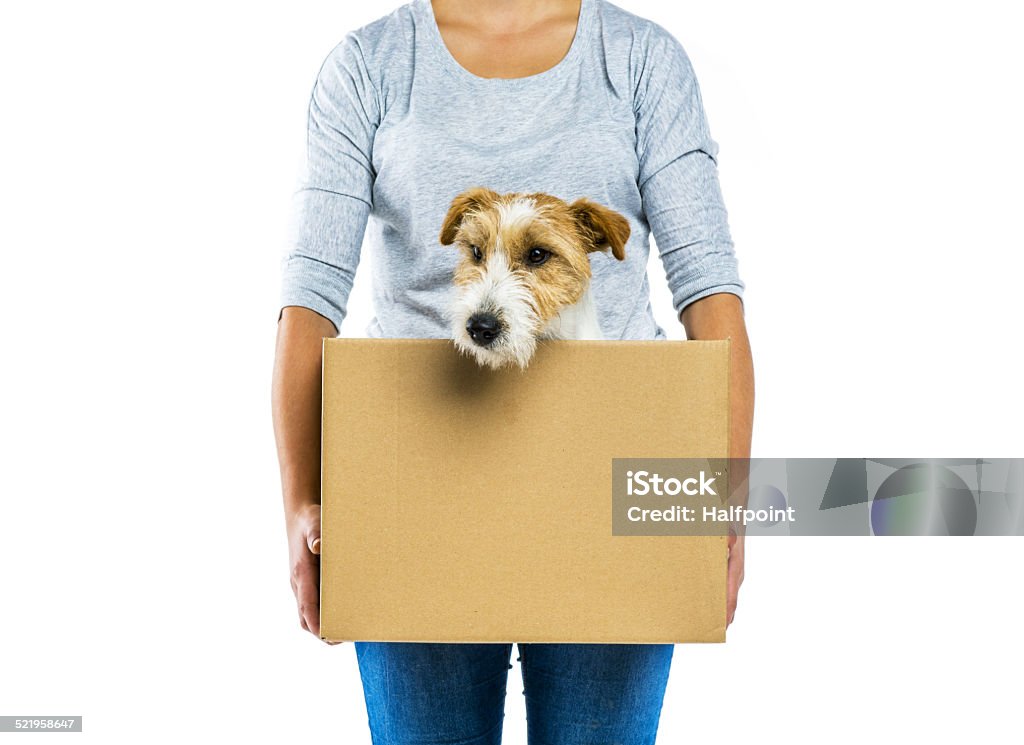 Woman holding dog in box isolated Unrecognizable woman with her cute parson russell terrier dog in cardboard box moving, isolated on white background Box - Container Stock Photo