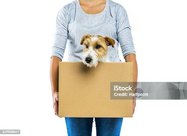 Woman Holding Dog In Box Isolated Stock Photo - Download Image Now - Box - Container, Dog, Relocation