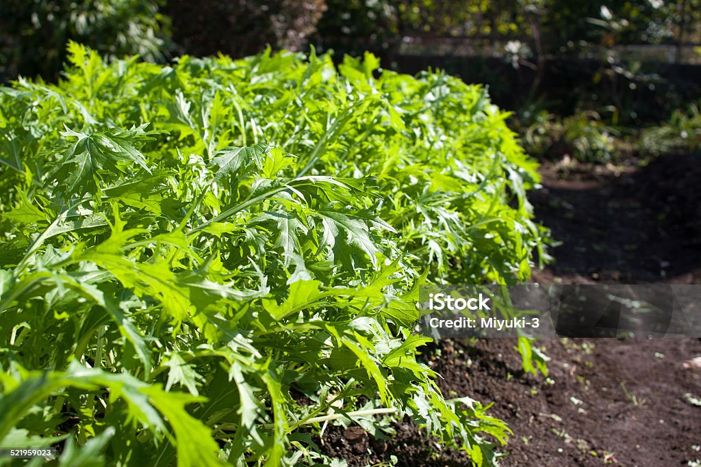 Brassica rapa nipposinica also known as mizuna or kyona Agricultural Field Stock Photo