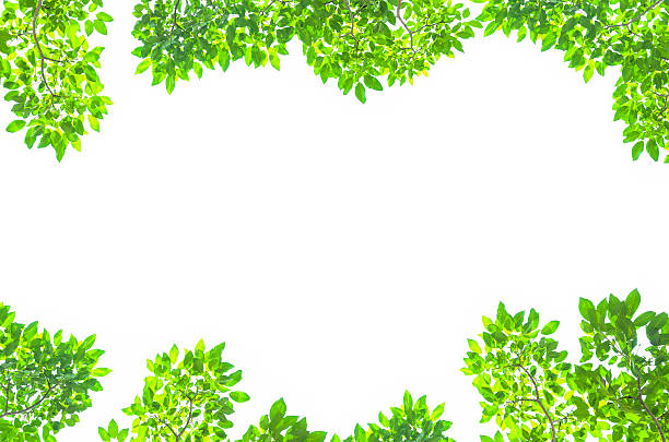 istock Beautiful Green leaves on white background 521959203