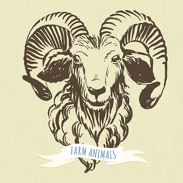 Marker hand-drawn farm animals: ram (sheep). vector art illustration