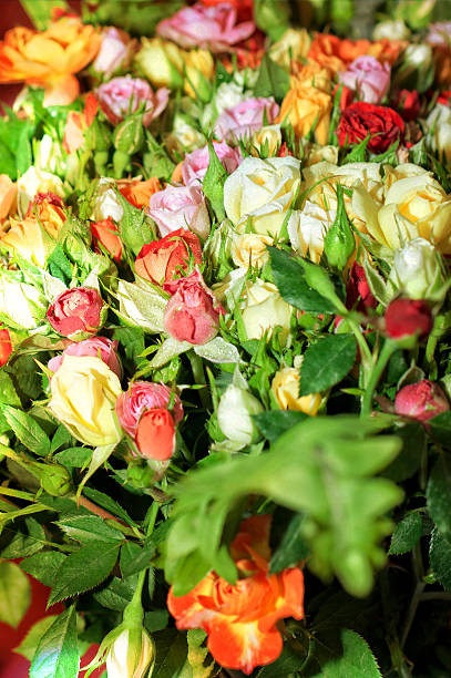istock blossom  roses background with bokeh lights 521972307