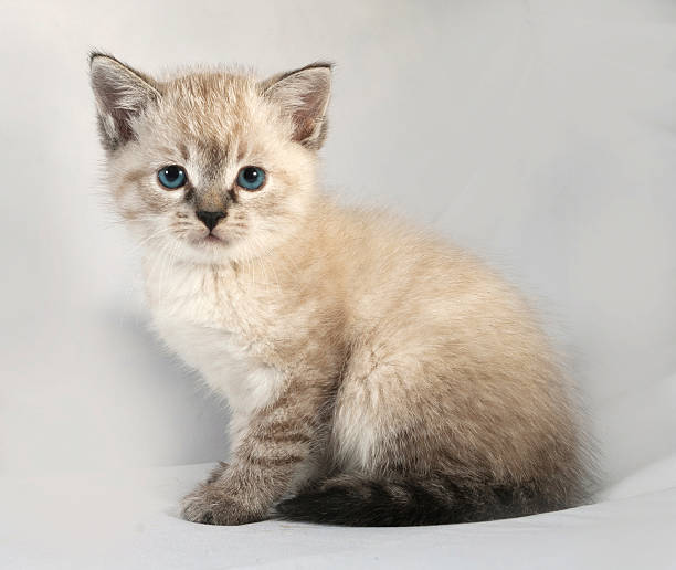istock Seal point kitten with blue eyes sitting on gray 521972573