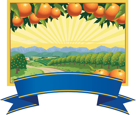 View of orange orchards and farmhouse with mountains and sunrise in the background. Type banner with copy space can be removed. Ideal for label or retail use. Art on easily edited layers.
